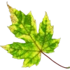 Стикер 7 Mahakaruna Autumn