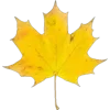 Стикер 11 Mahakaruna Autumn