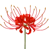 Стикер 29 𝗠𝗮𝗻𝗷𝘂𝘀𝗮𝗸𝗮 ː