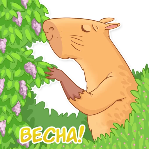 🌸 Стикер «Капи Барри» для Telegram
