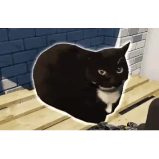 Стикер 6 Maxwell Cat
