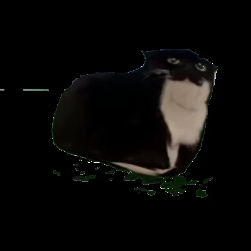 Стикер 8 Maxwell Cat