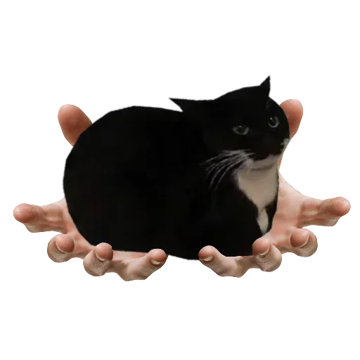 Стикер 10 Maxwell Cat