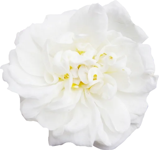 🌹 Стикер «Me Muse» для Telegram