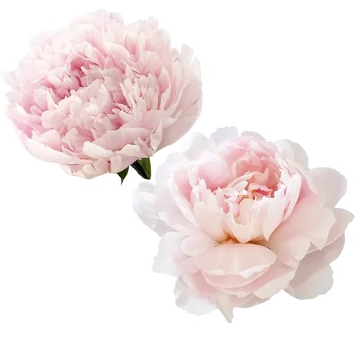 🌹 Стикер «Me Muse» для Telegram