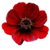 🌹 Эмодзи «red - миниатюрный красный шрифт» для Telegram