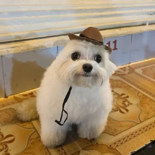 🤩 Стикер «Мемасики))» для Telegram