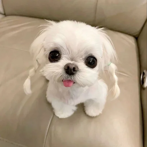 🤩 Стикер «Мемасики))» для Telegram