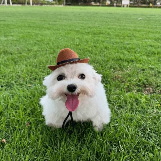 🤩 Стикер «Мемасики))» для Telegram