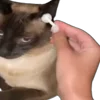 Стикер 34 Memes With Cats