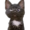 Стикер 61 Memes With Cats