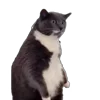 Стикер 60 Memes With Cats