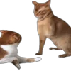 Стикер 41 Memes With Cats