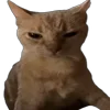 Стикер 33 Memes With Cats
