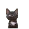 Стикер 59 Memes With Cats