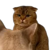 Стикер 45 Memes With Cats