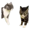 Стикер 58 Memes With Cats