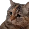 Стикер 43 Memes With Cats