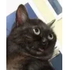 Стикер 52 Memes Ultimate Pack