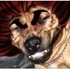 Стикер 28 Memes Ultimate Pack
