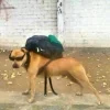 Стикер 57 Memes Ultimate Pack