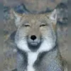 Стикер 46 Memes Ultimate Pack