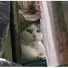 Стикер 56 Memes Ultimate Pack