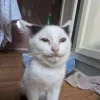 Стикер 35 Memes Ultimate Pack