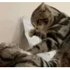Стикер 50 Memes Ultimate Pack
