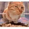Стикер 34 Memes Ultimate Pack