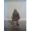 Стикер 41 Memes Ultimate Pack