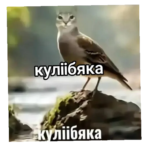 🐦 Стикер «Мемесы.» для Telegram