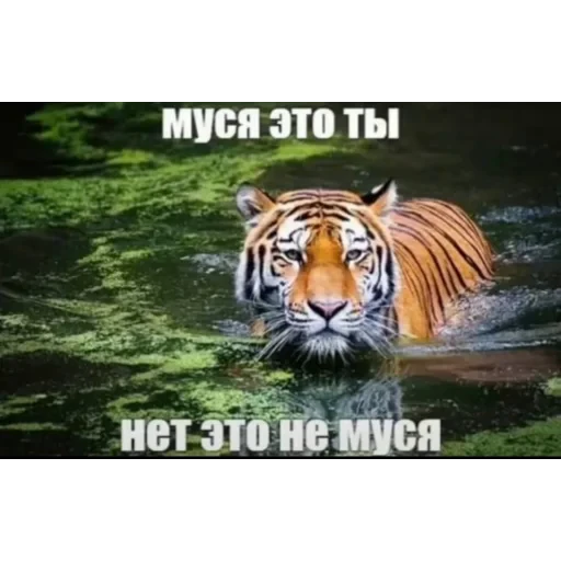 👍 Стикер «Мемесы.» для Telegram