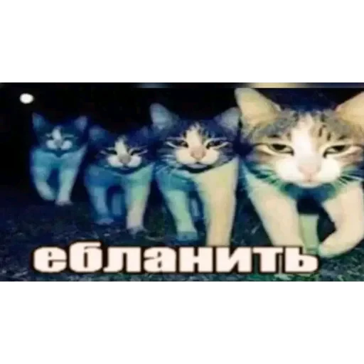 👍 Стикер «Мемесы.» для Telegram