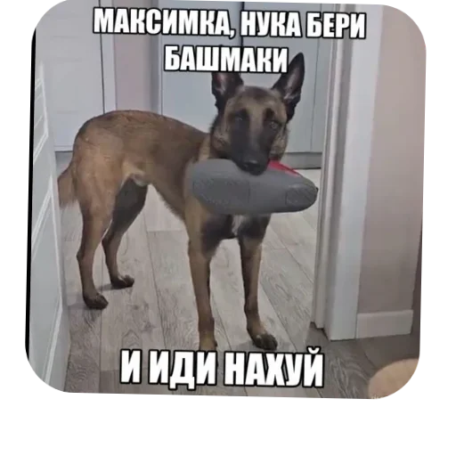 Стикерпак Мемесы. для Telegram