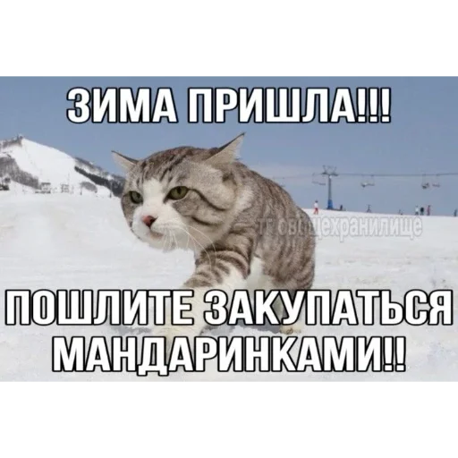 🥳 Стикер «Мемность» для Telegram