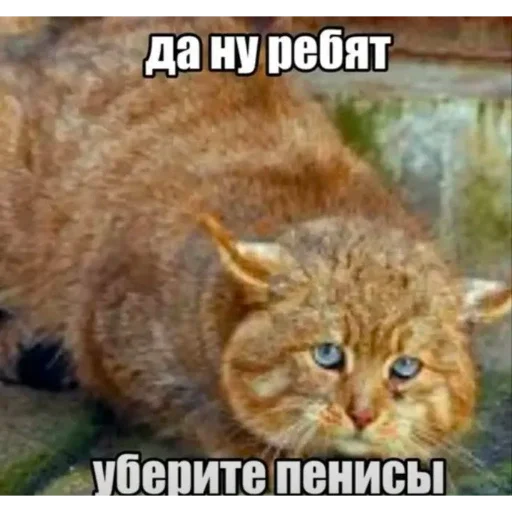 😞 Стикер «Мемность» для Telegram