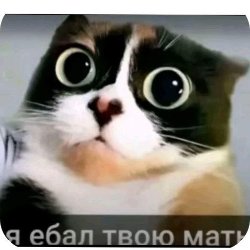 🥰 Стикер «Мемность» для Telegram