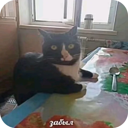 🐱 Стикер «Мемность» для Telegram