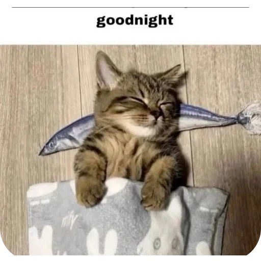🐱 Стикер «Мемность» для Telegram