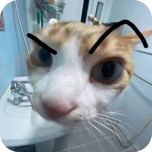 👍 Стикер «Meow fun» для Telegram