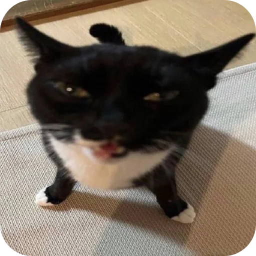 👍 Стикер «Meow fun» для Telegram
