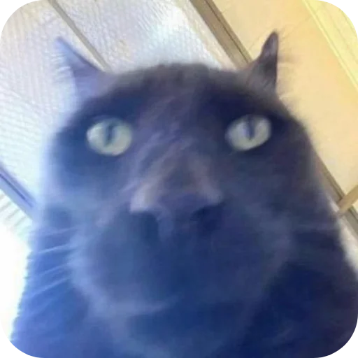 🐱 Стикер «Meow fun» для Telegram