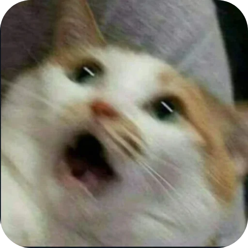 Стикерпак Meow fun для Telegram