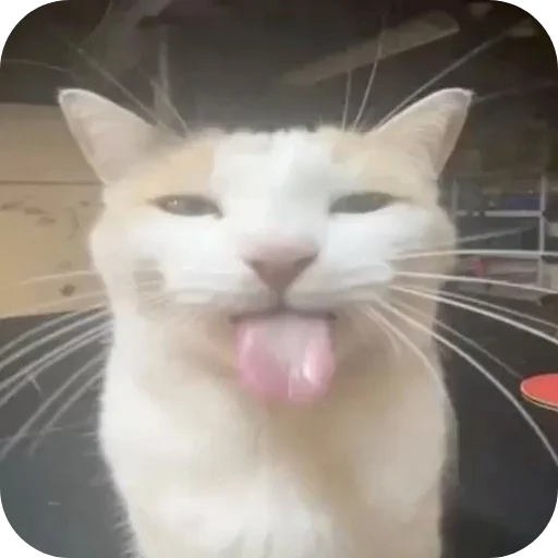 🐱 Стикер «Meow fun» для Telegram