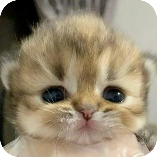 🐱 Стикер «Meow fun» для Telegram