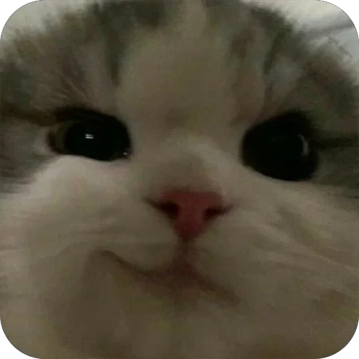 😏 Стикер «Meow Peow» для Telegram