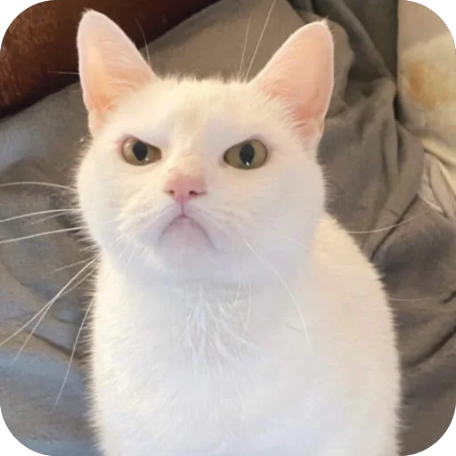 😡 Стикер «Meow Peow» для Telegram