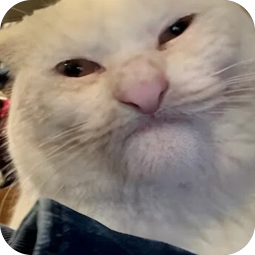 🥴 Стикер «Meow Peow» для Telegram