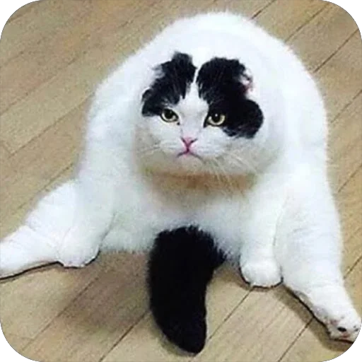 🍆 Стикер «Meow Peow» для Telegram